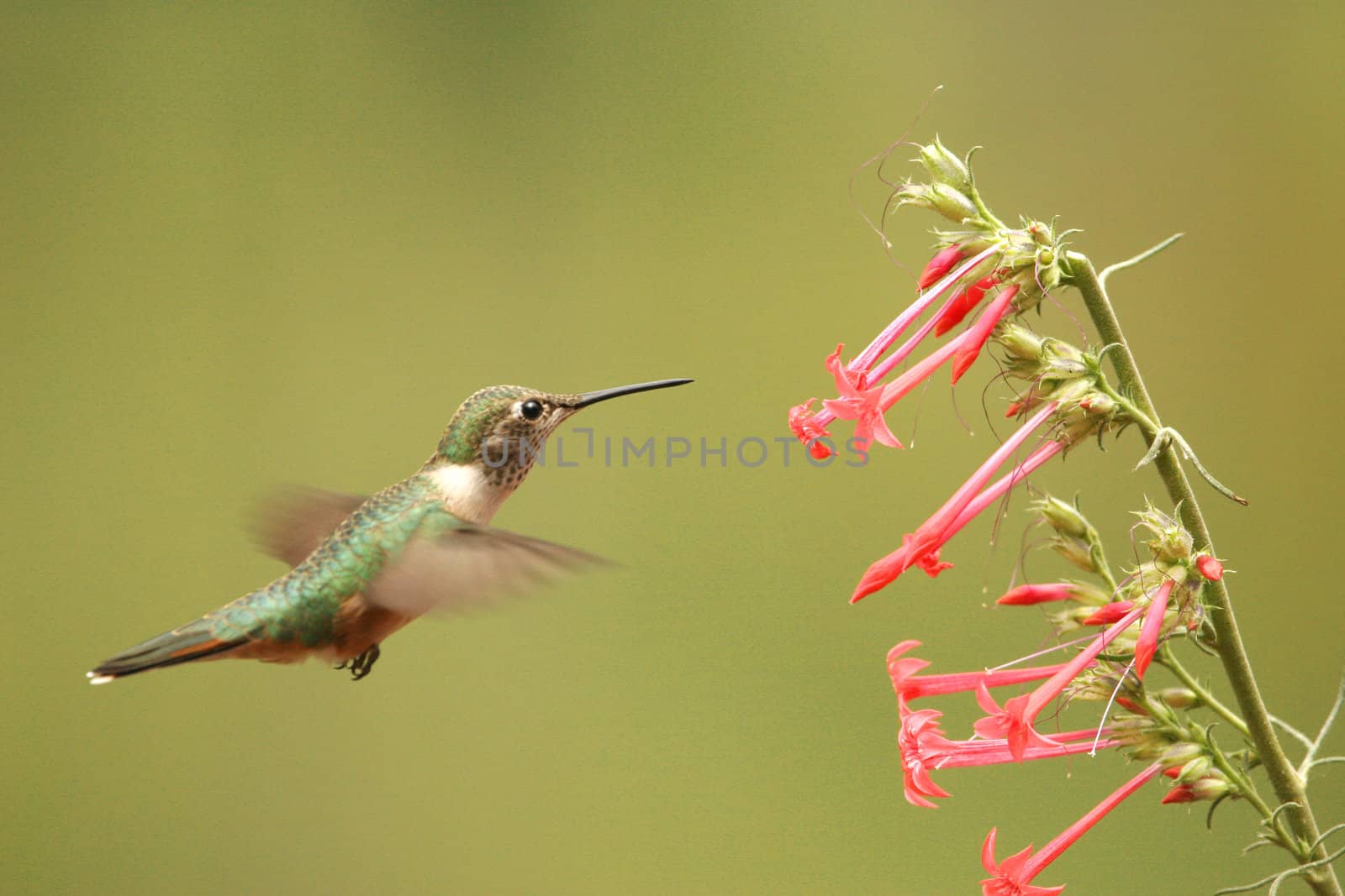 Broad-tailed hummingbird female (Selasphorus platycercus) by donya_nedomam