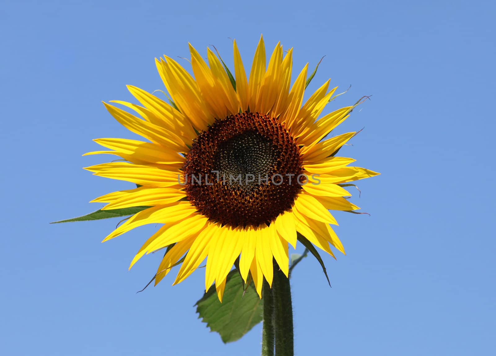 sunflower over blue sky