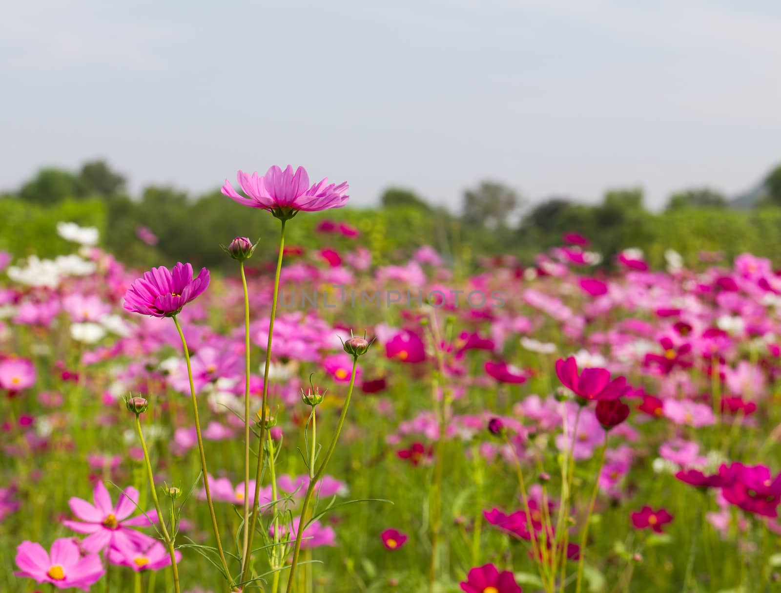 Field of pink cosmos flowers  in Thailand