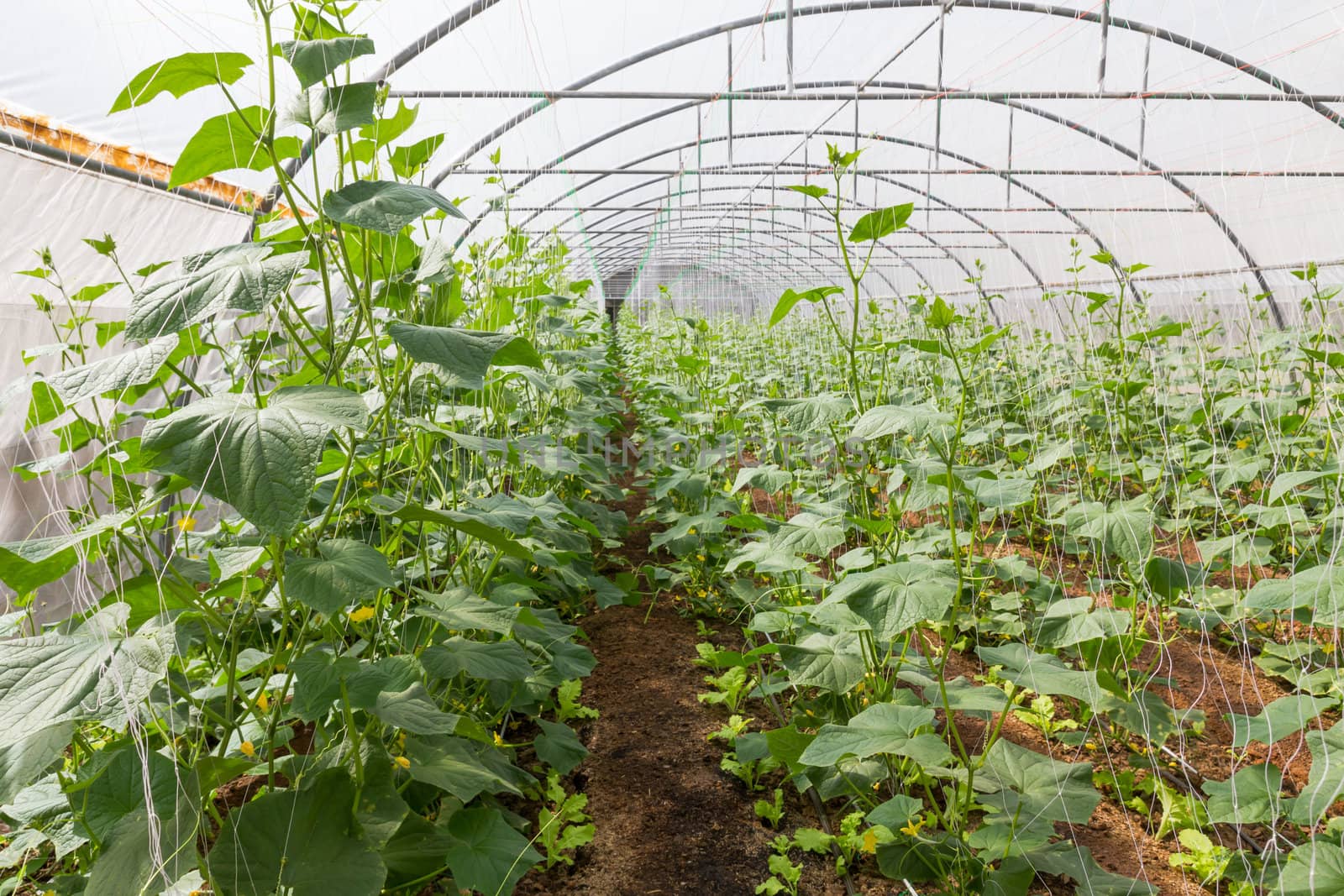 Pumpkin vines grow plants growing in a greenhouse