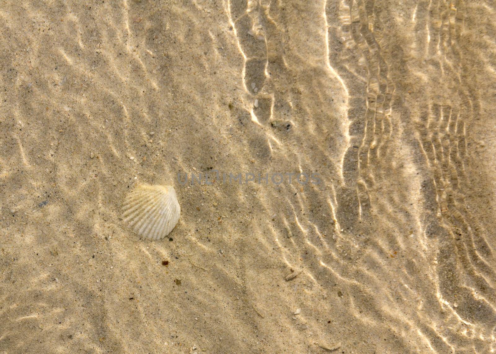 Shellfish on the ocean floor in its natural habitat