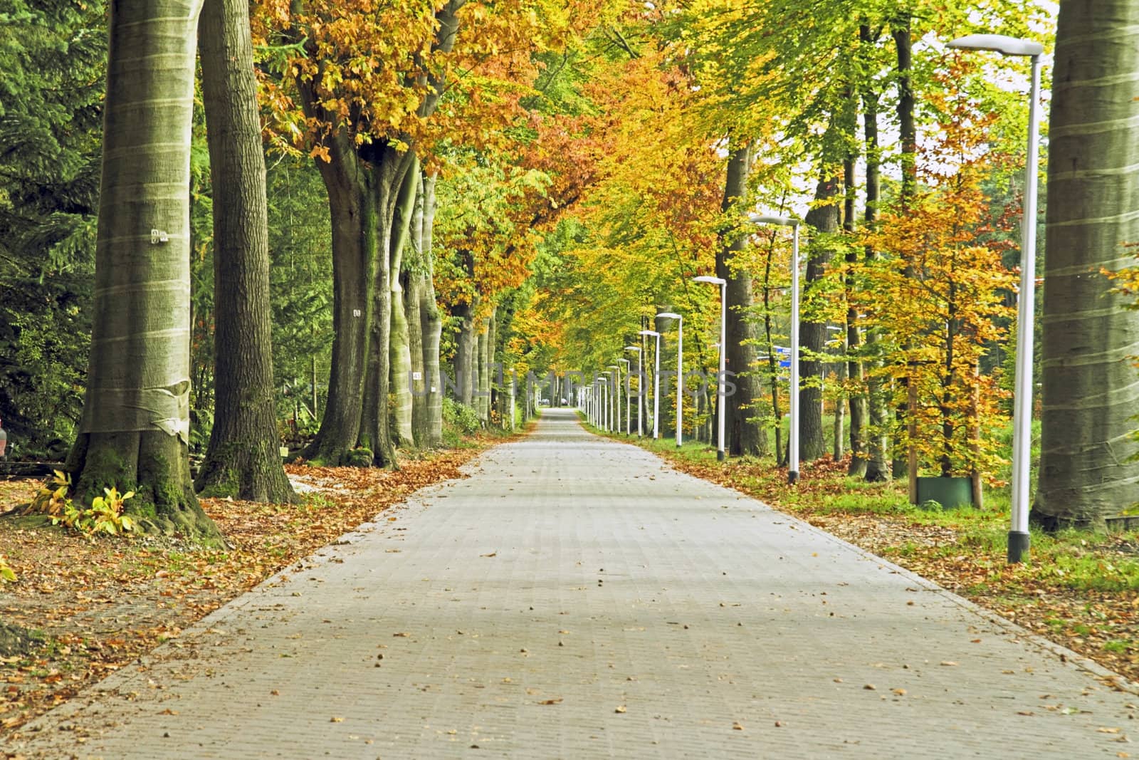 Lane in autumn in the Netherlands