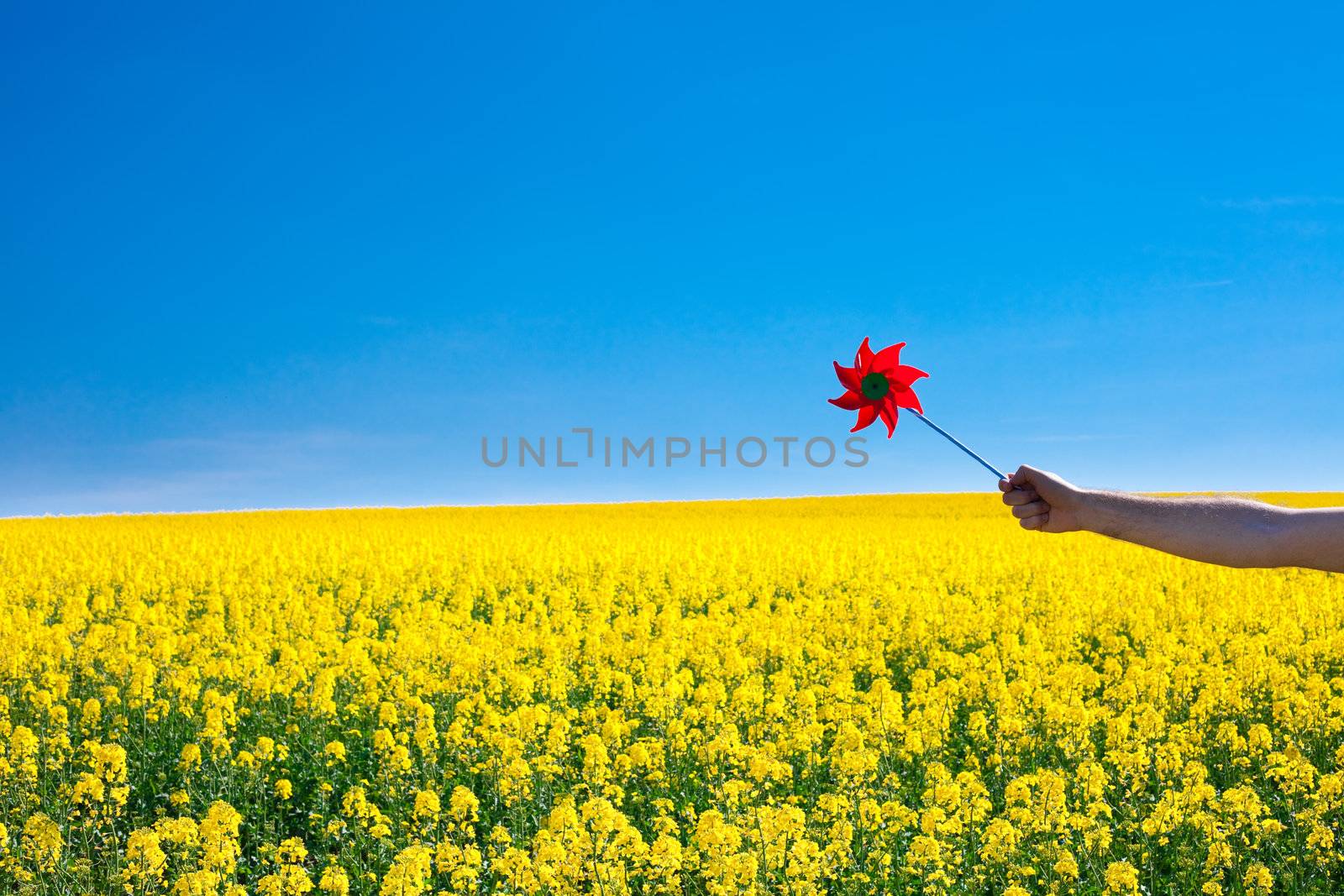 hand with pinwheel  in a field of yellow rape against the blue s by jannyjus