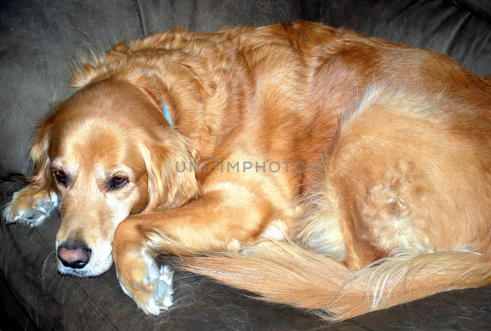 Large dog relaxing indoors.