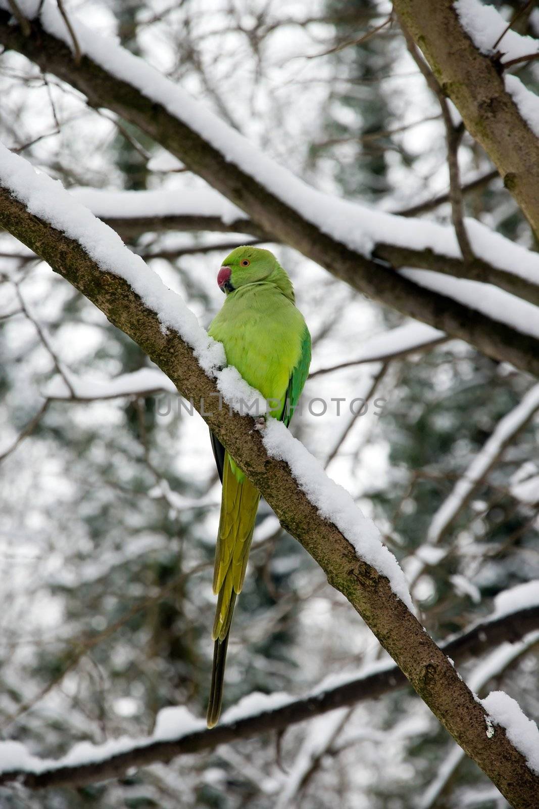 collared parakeet, a forest of France by neko92vl