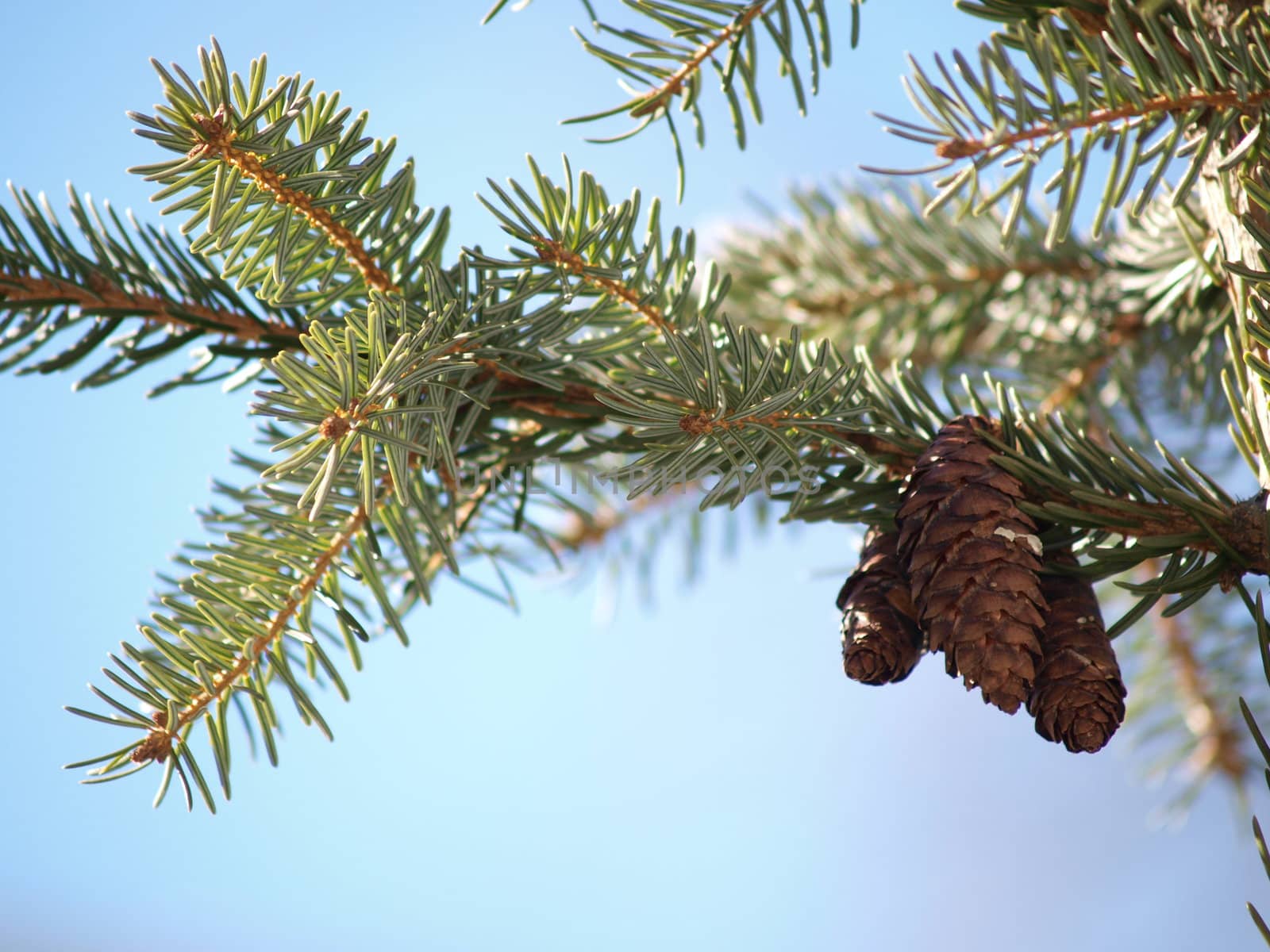 Pine cones, isolated in group in tree by Arvebettum