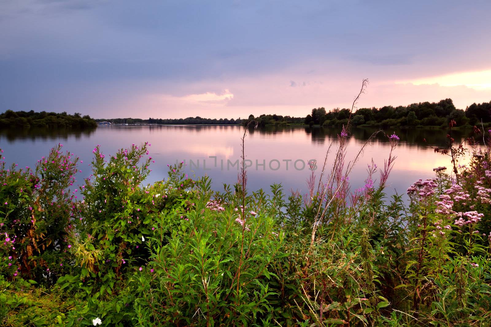 summer wildflowers by lake at sunset