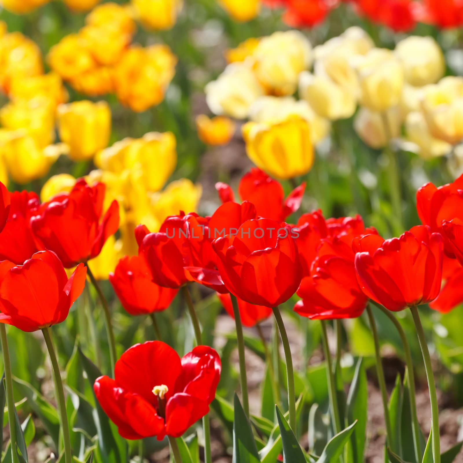 beautiful tulips  by shebeko