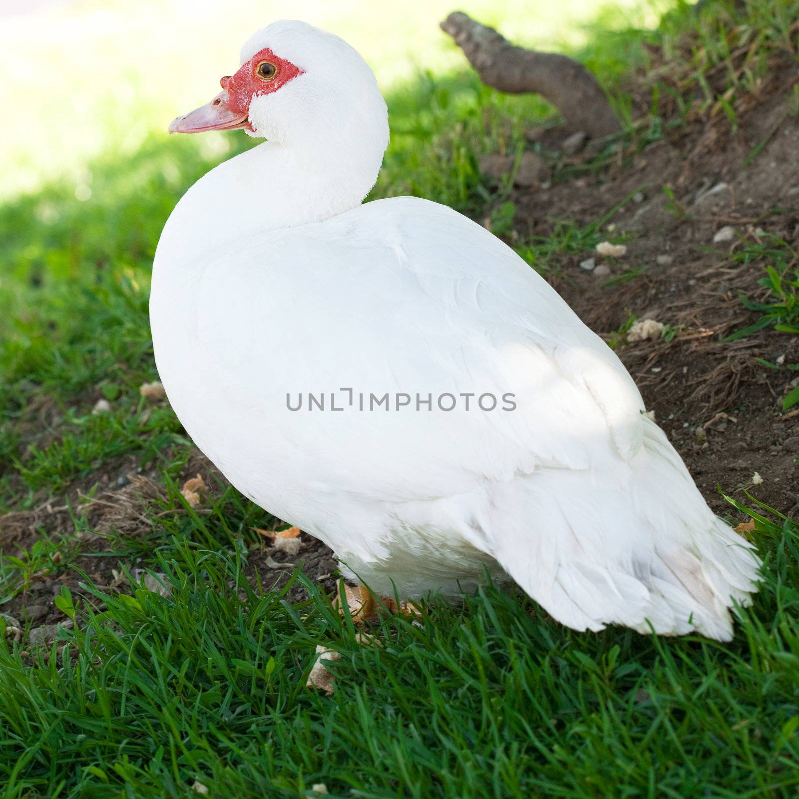 white duck on a background of green grass