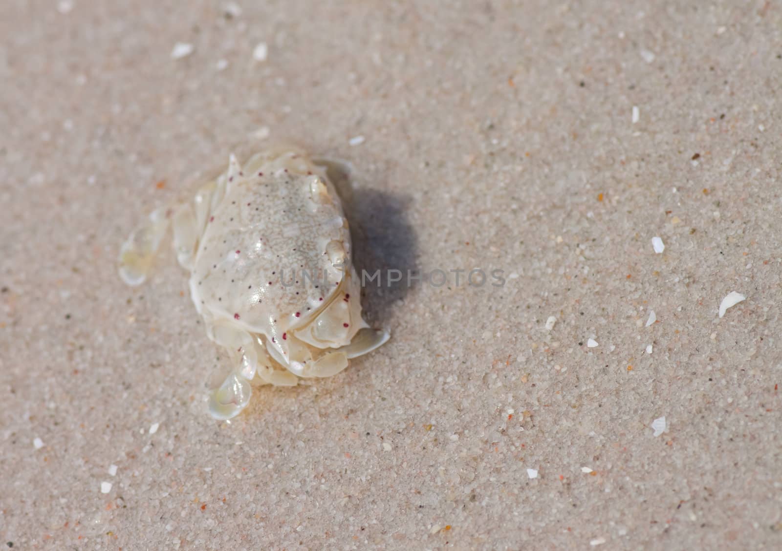 Crabs on the sand.