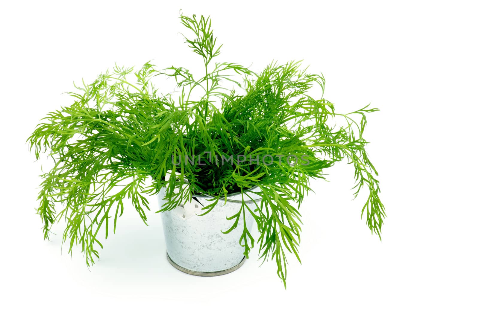 Perfect Raw Dill in Tin Bucket isolated on white background