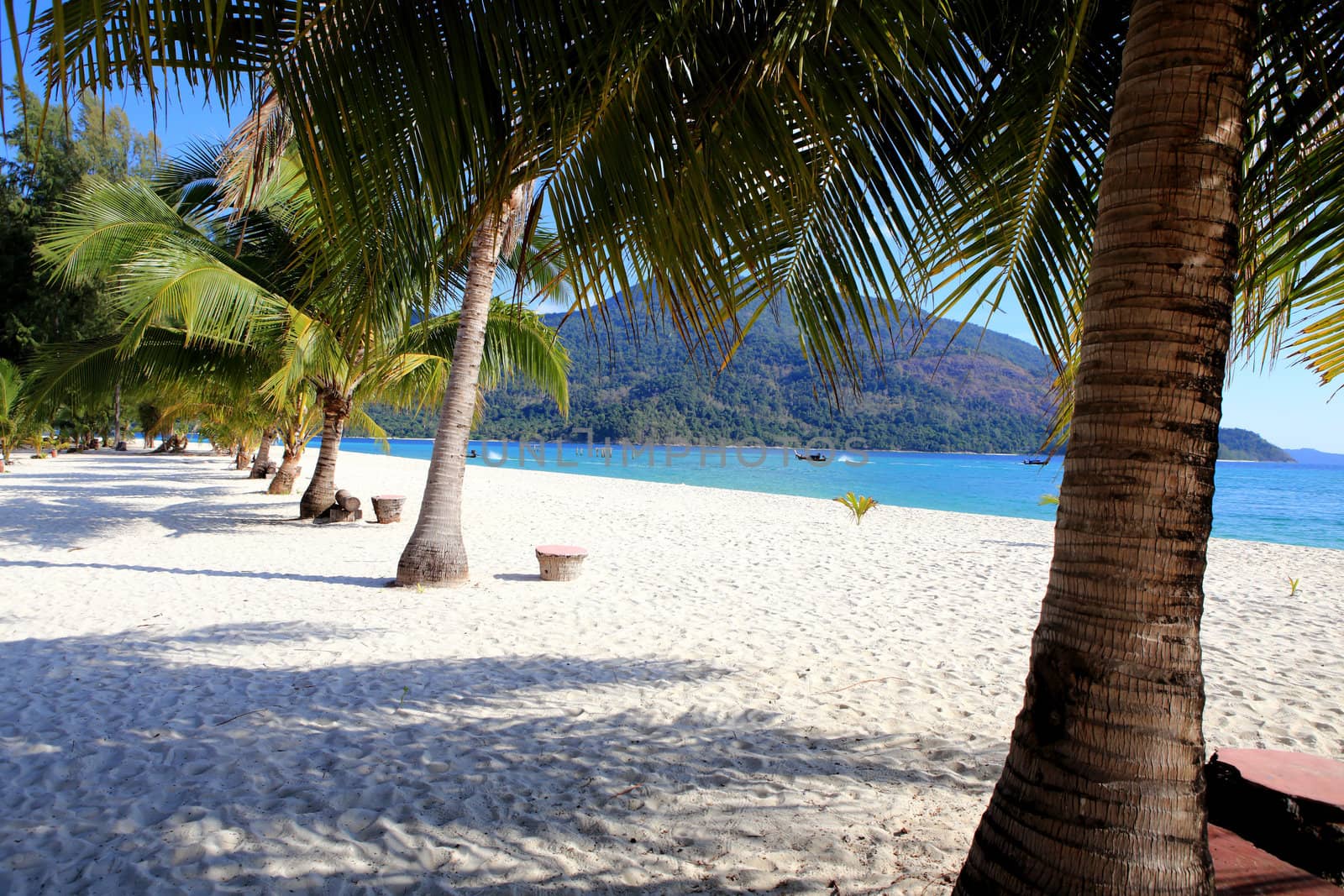 Beautiful palm on the beach. Andaman sea, Lipe island, Thailand by rufous