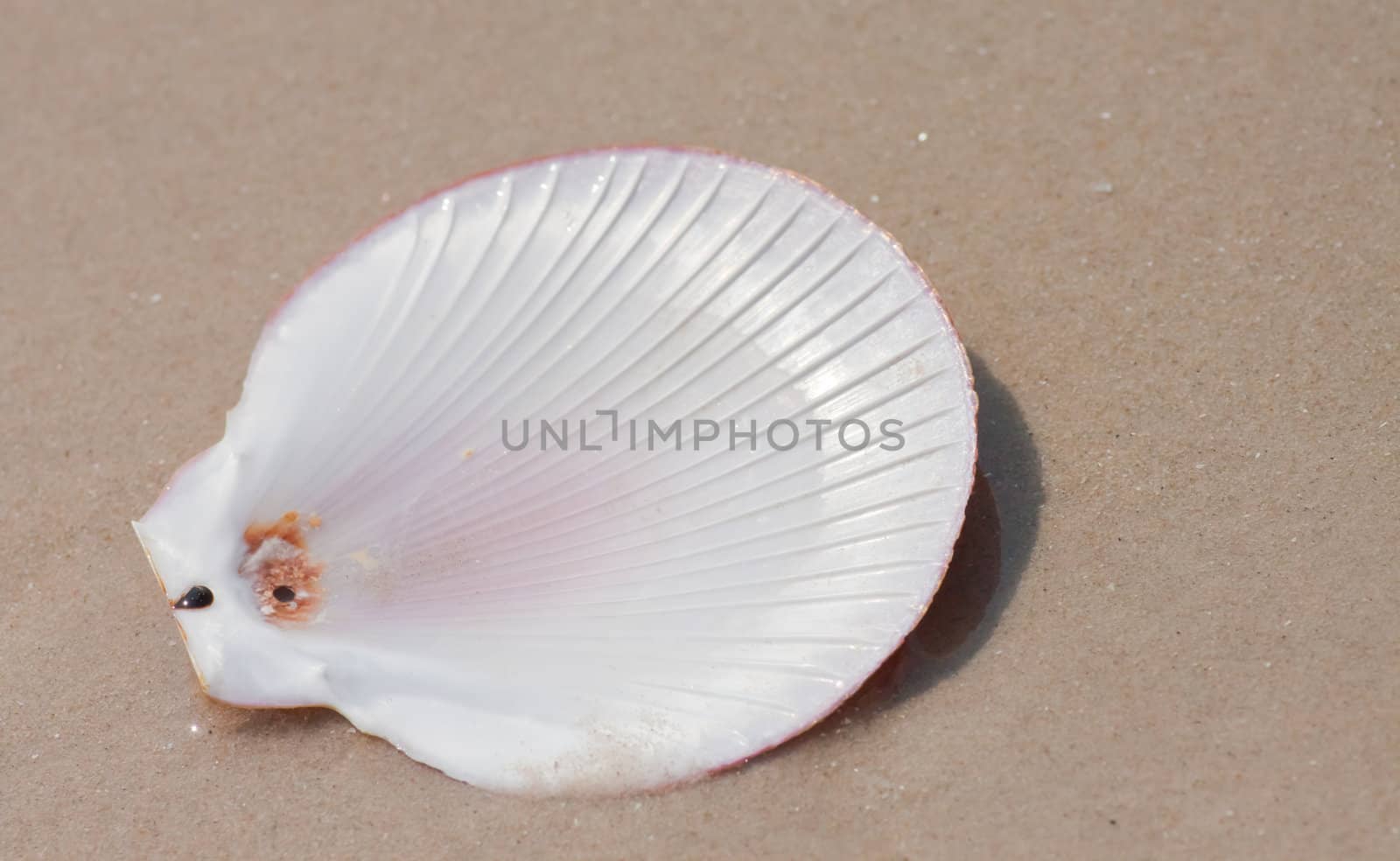 Seashells on the sand.