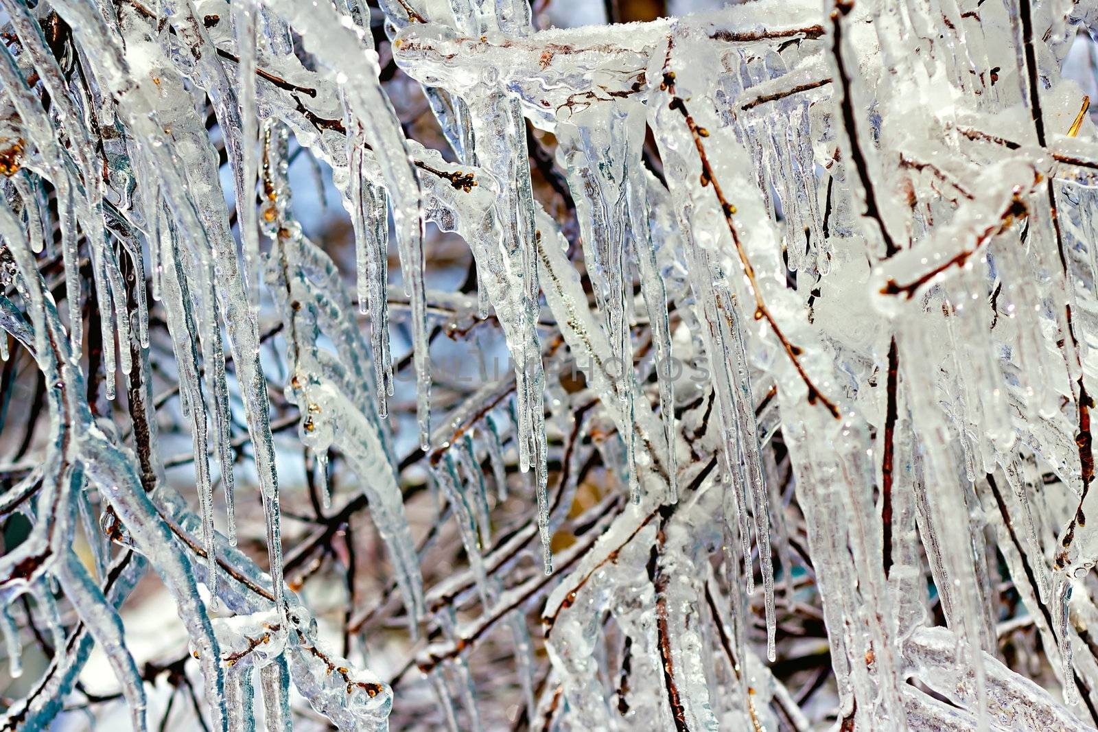 icy tree branches close-up