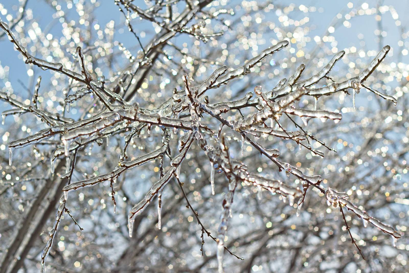 icy tree branches close-up