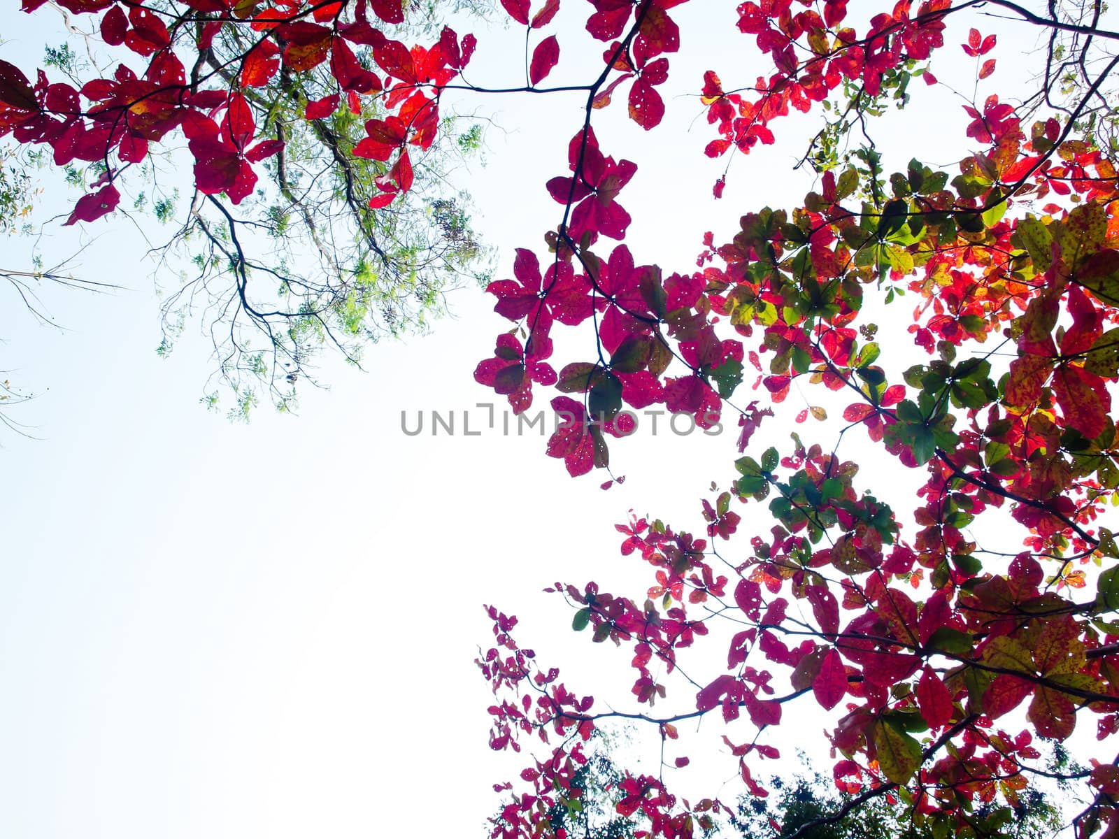 Beautiful colourful leaves in autumn time on gradient white sky