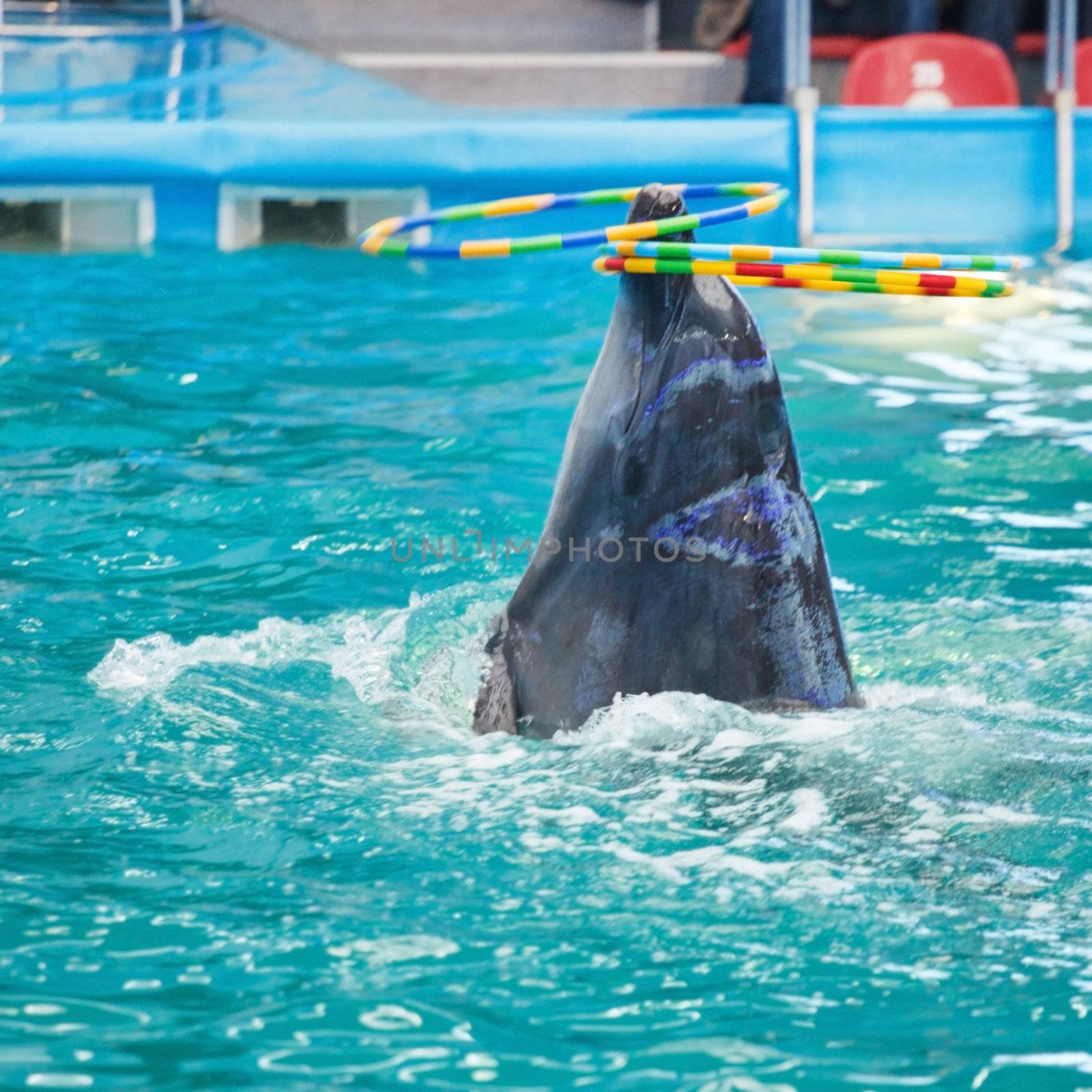 dolphin in the dolphinarium pool 