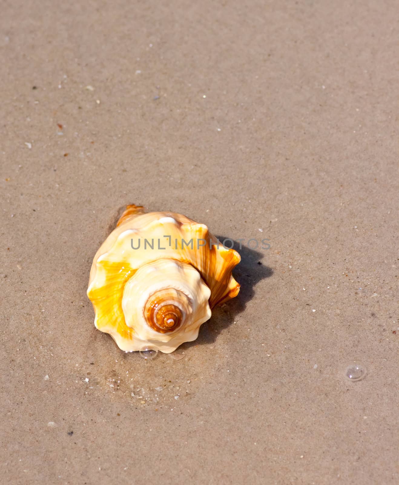 Seashells on the sand.