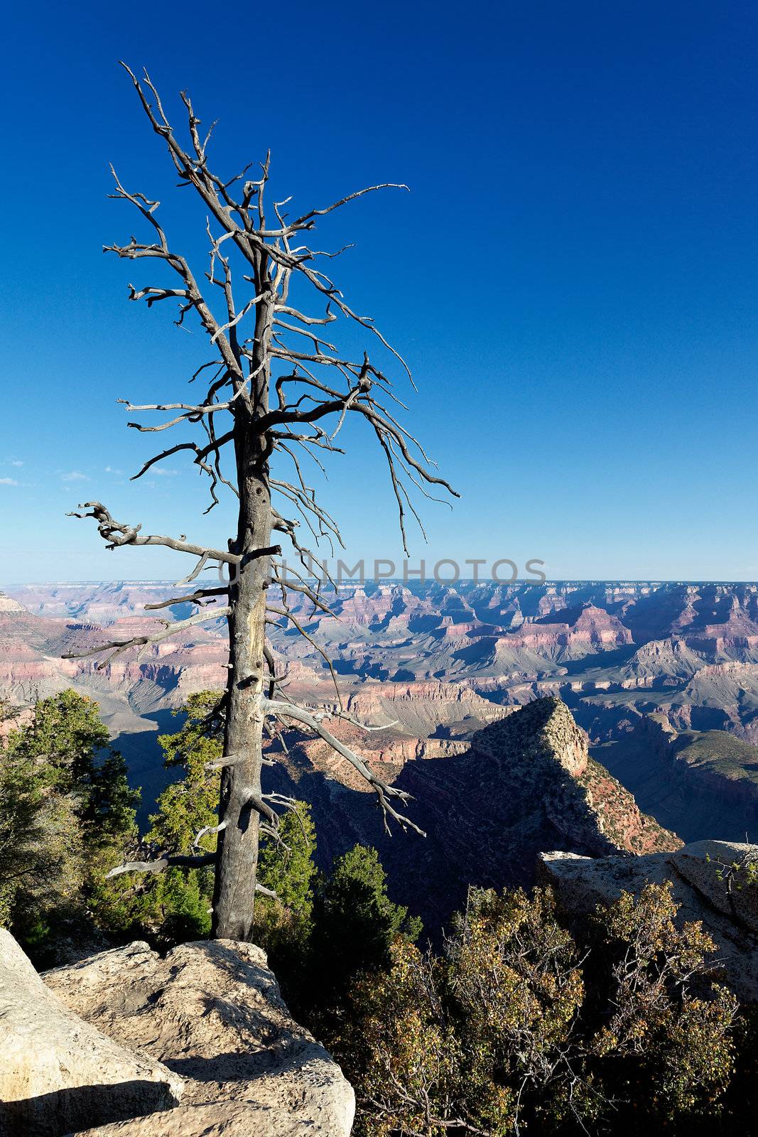 Dead tree in front of Grand Canyon, Arizona, USA 
