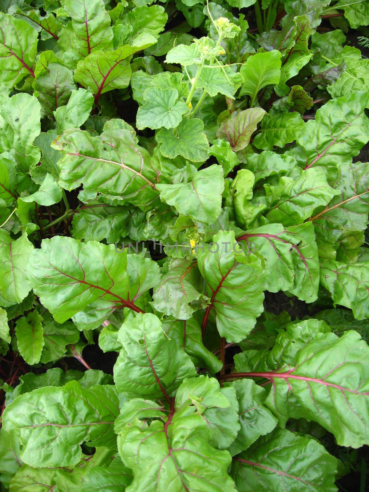 Green bed of the fresh sugar beet