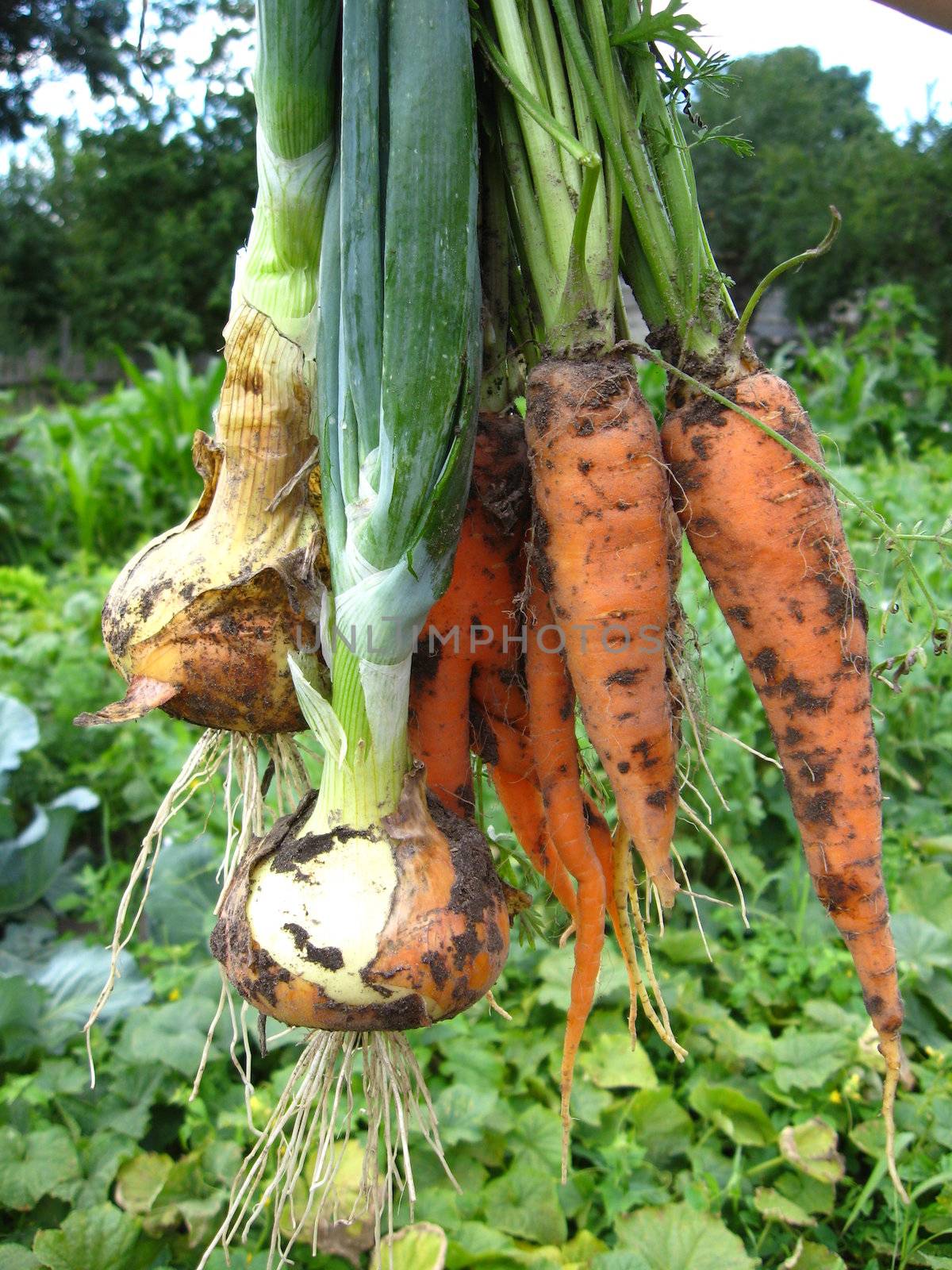 The image of a bunch of pulled out carrots and leeks