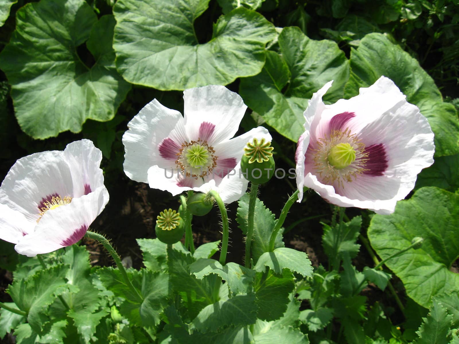 The image of the beautiful white flower of a poppy