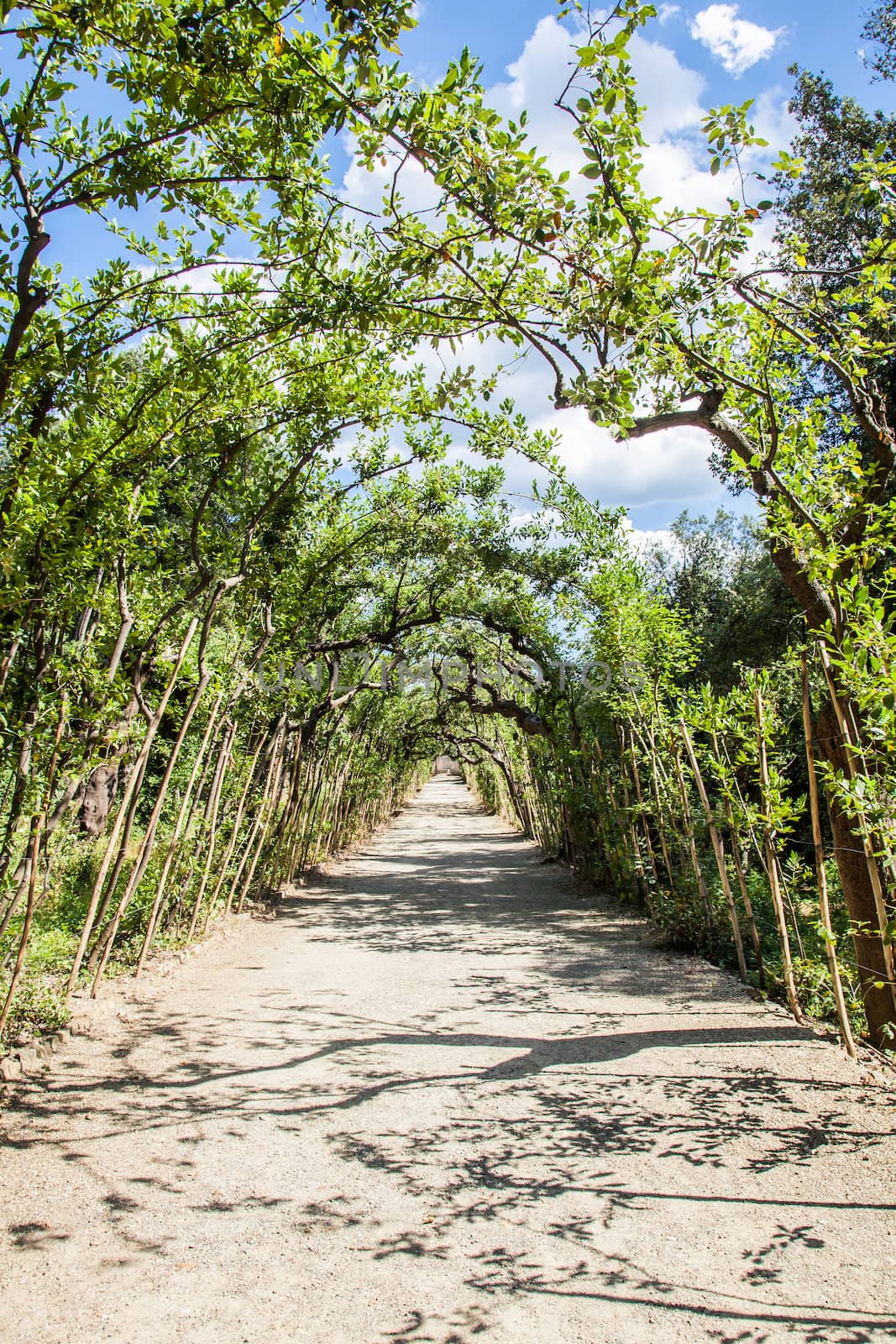 Florence, Italy. Old Boboli Gardens during a sunny day in summer season