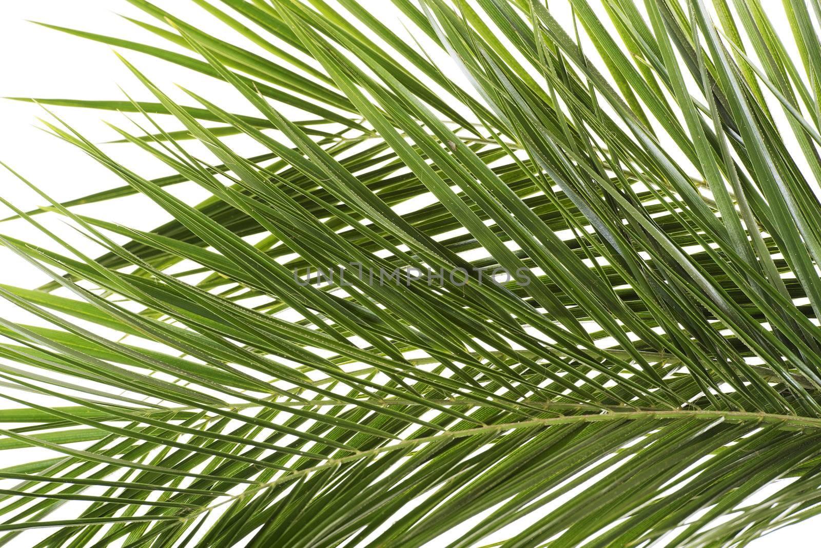 Leaves of palm tree. Over white background.