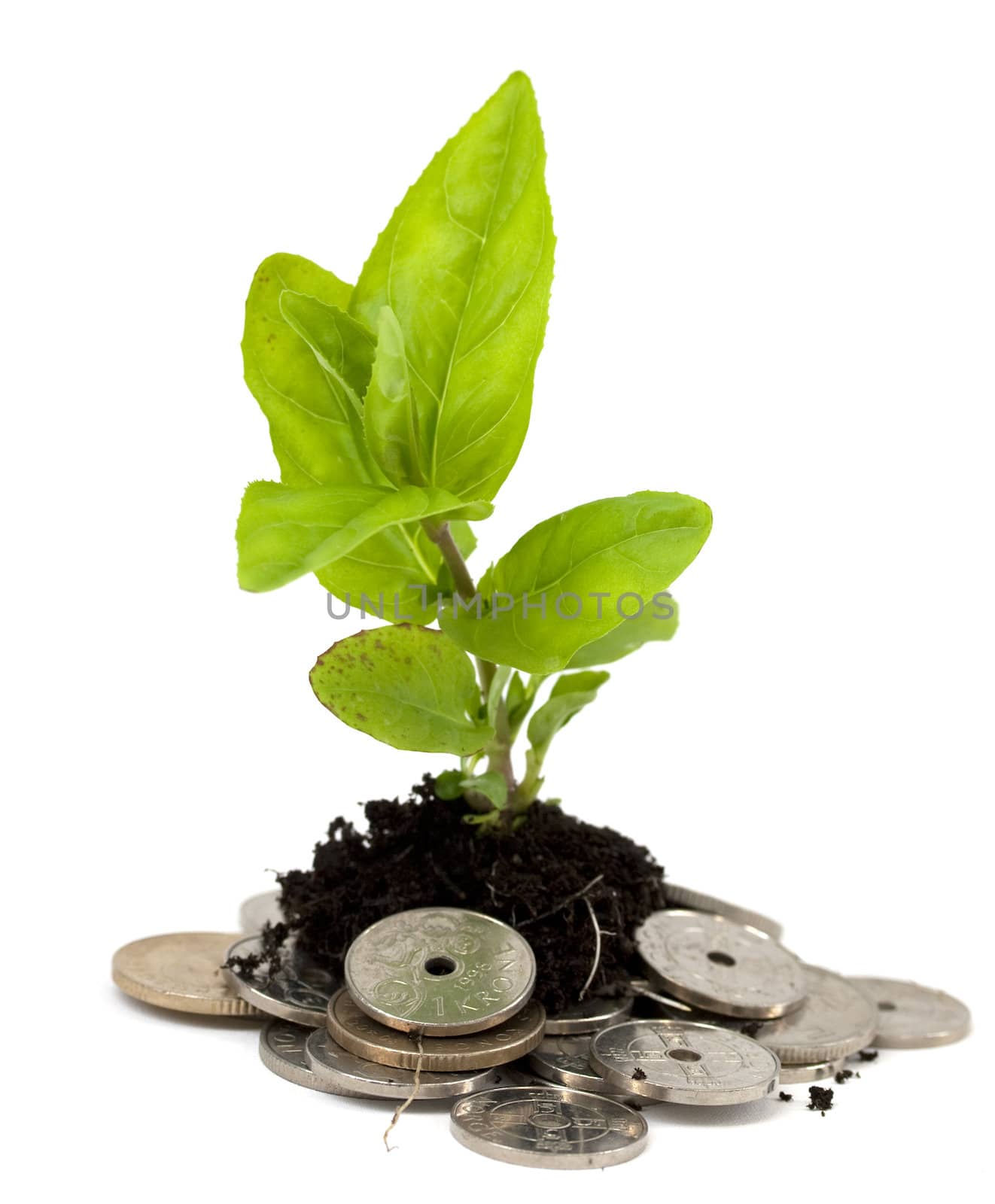 Plant growing from a pile of money