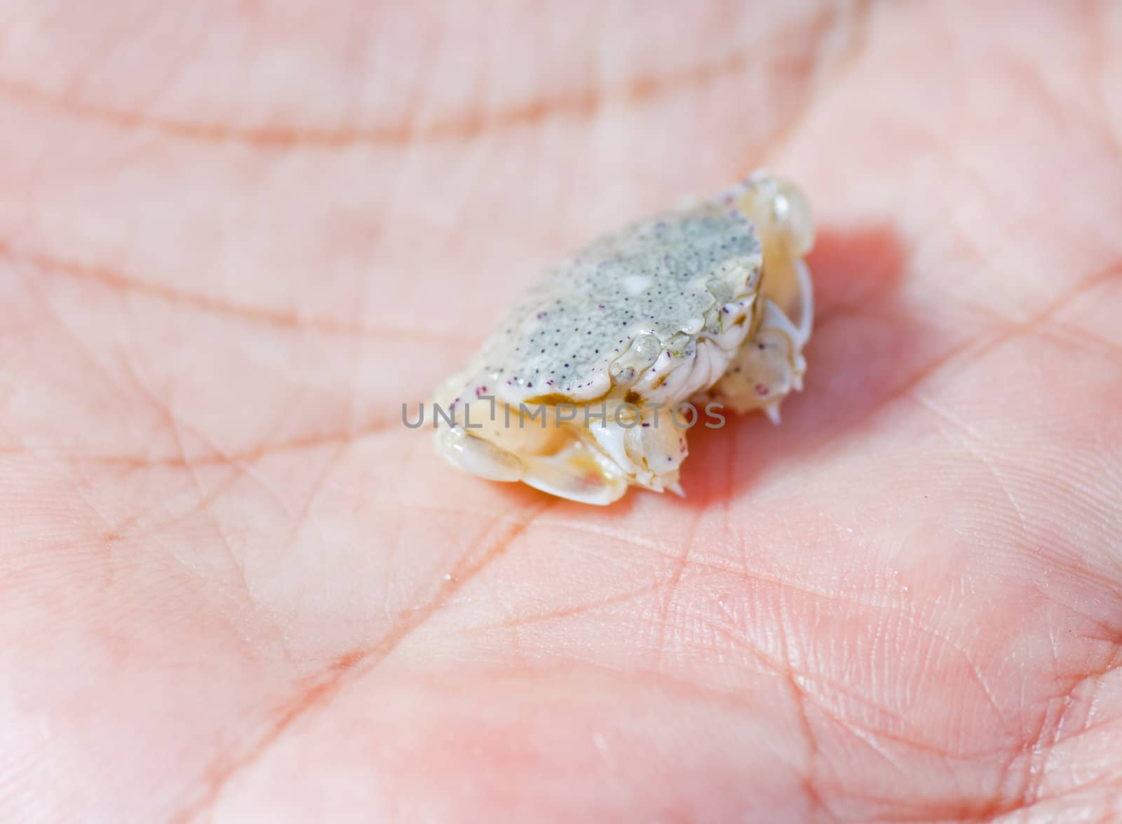 crab in the hands of women.