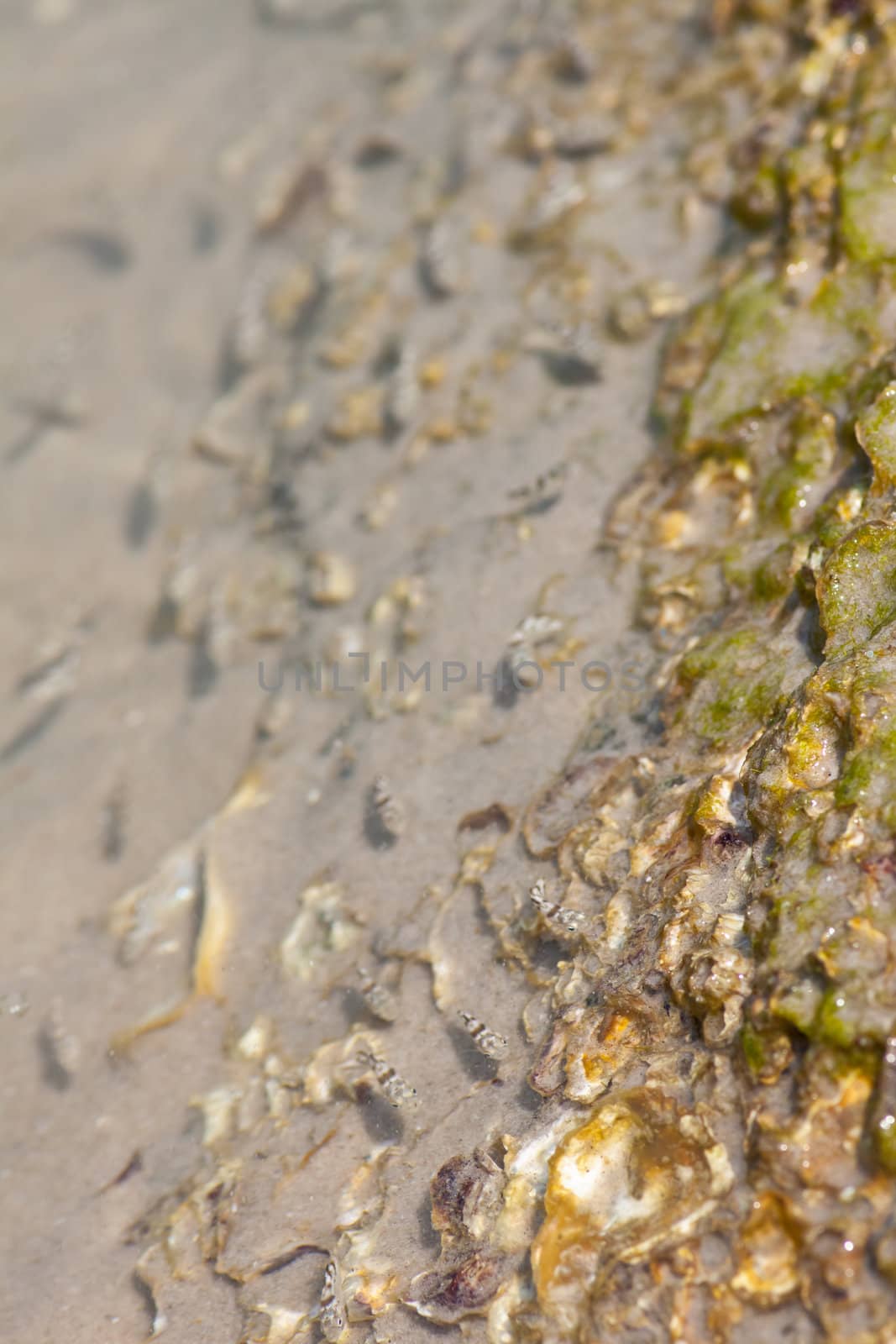 Shells embedded in the rock.