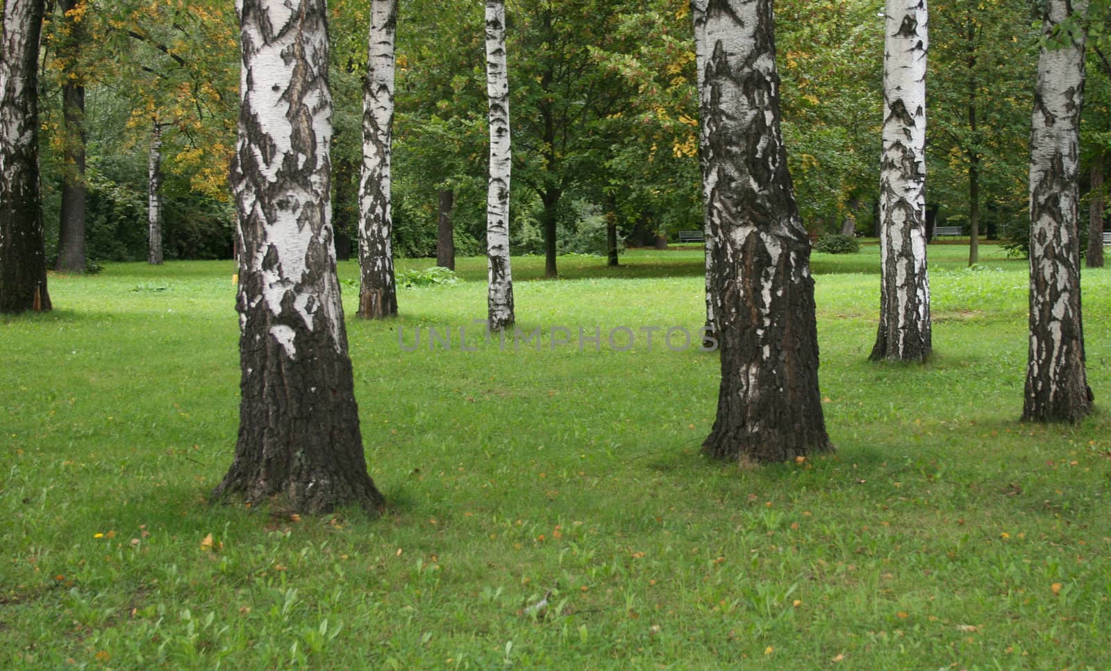 detail of the czech nature from the near forest