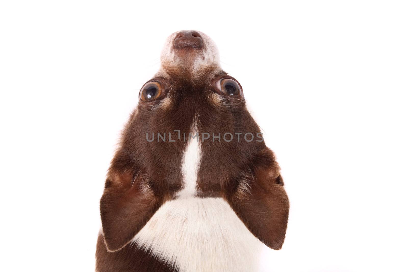 head of chihuahua on the white background