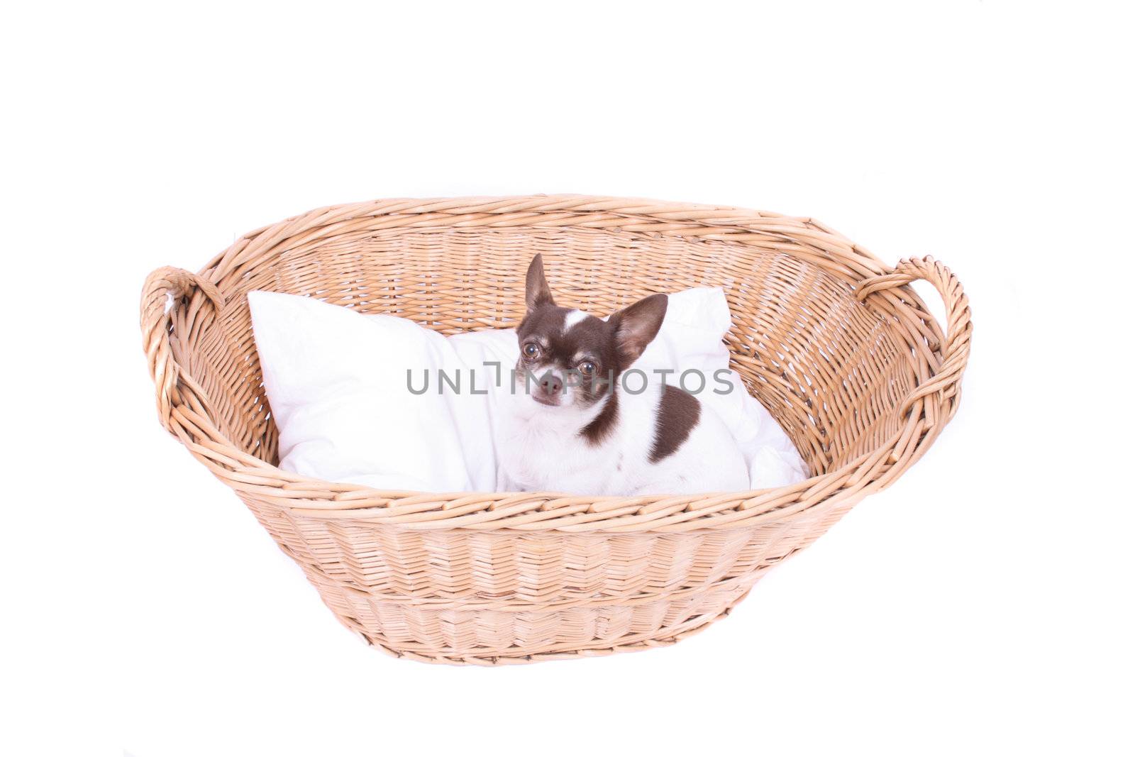 chihuahua in wicker basket by jonnysek