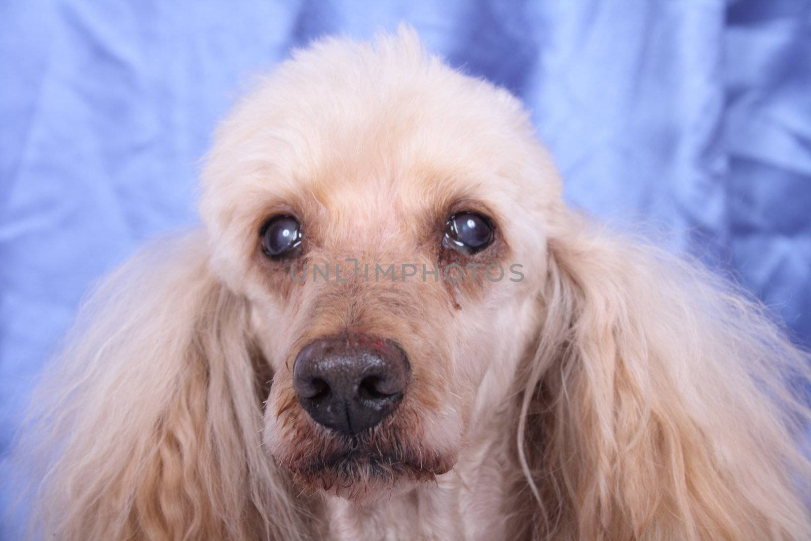 cute dog (poodle) on the blue background