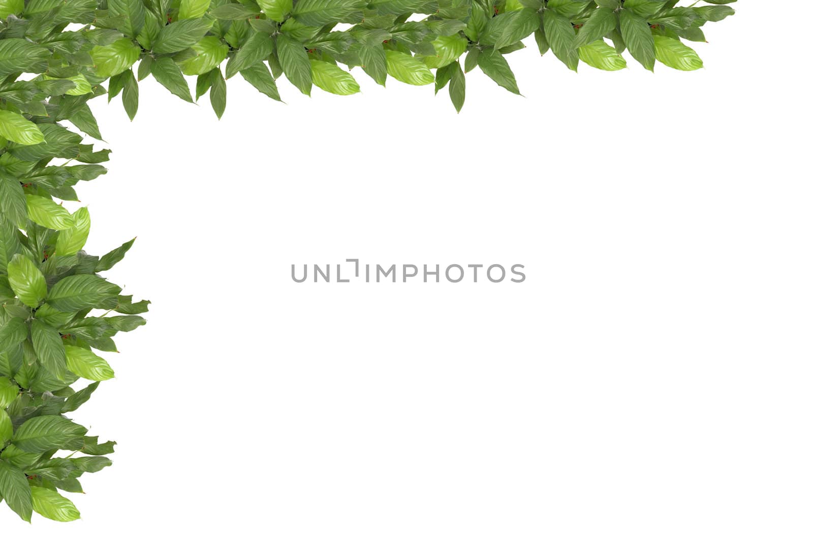 green leaves frame on the white background