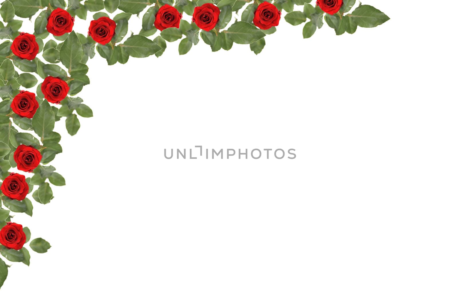 rose background by jonnysek
