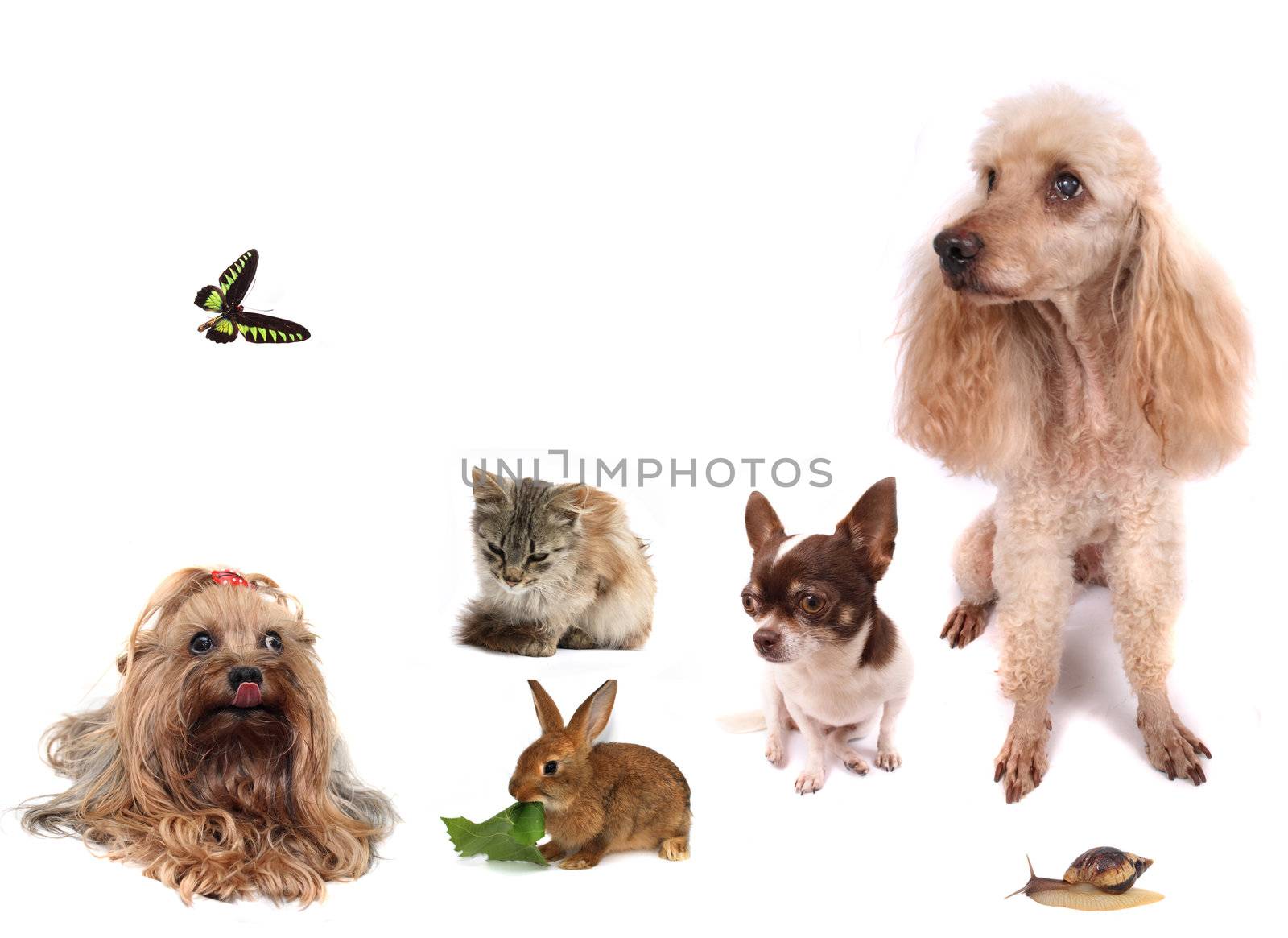 dogs cat butterfly rabbit and snail on the white background