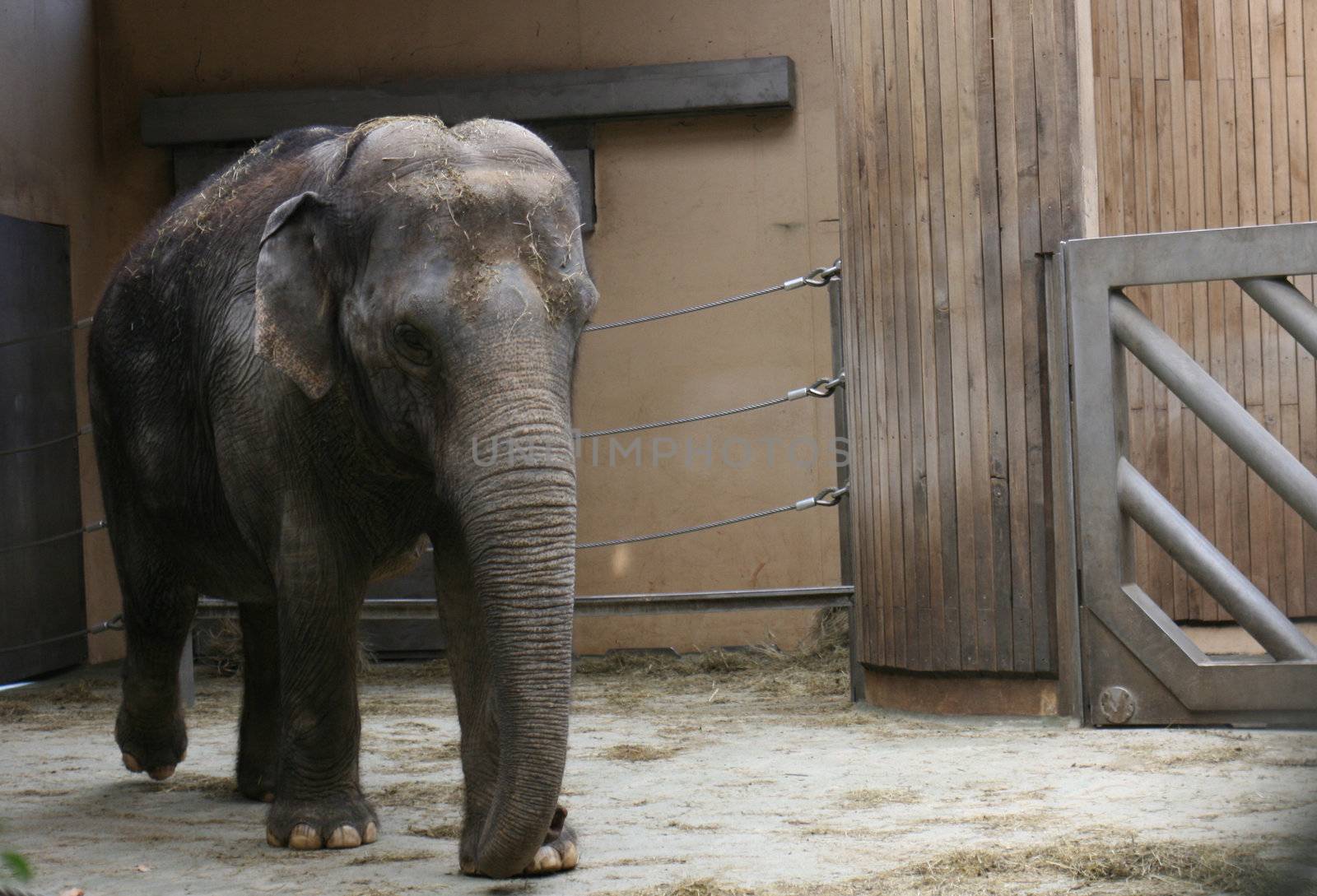 young elephant in his house in city of ostrava