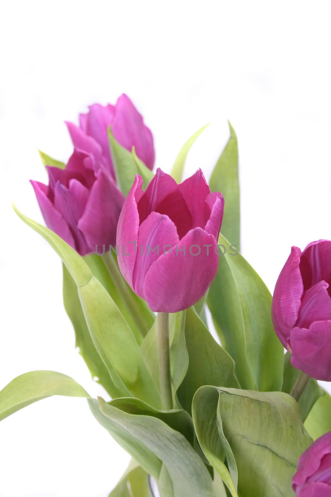 violet flower with green leaves on the white background