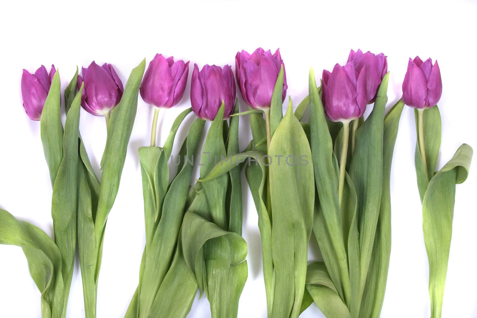 nice violet flowers on the white background