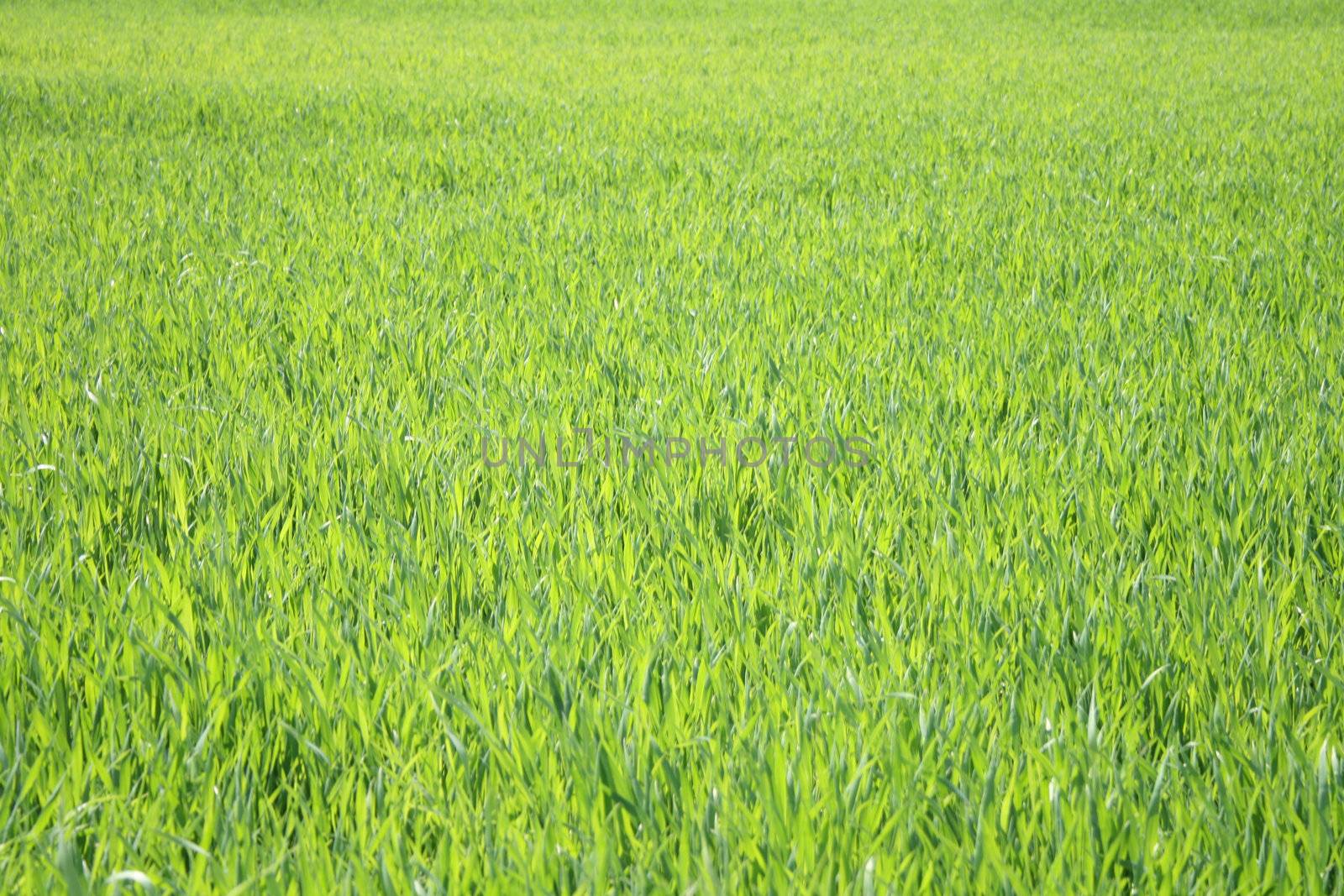 grass background by jonnysek
