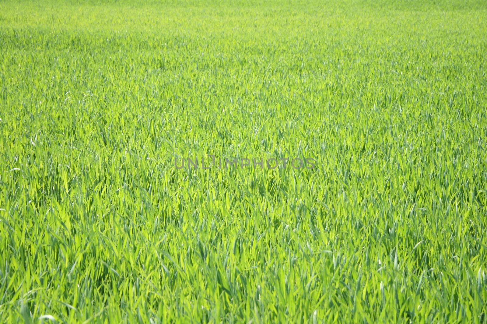 real fresh green grass background in the nature