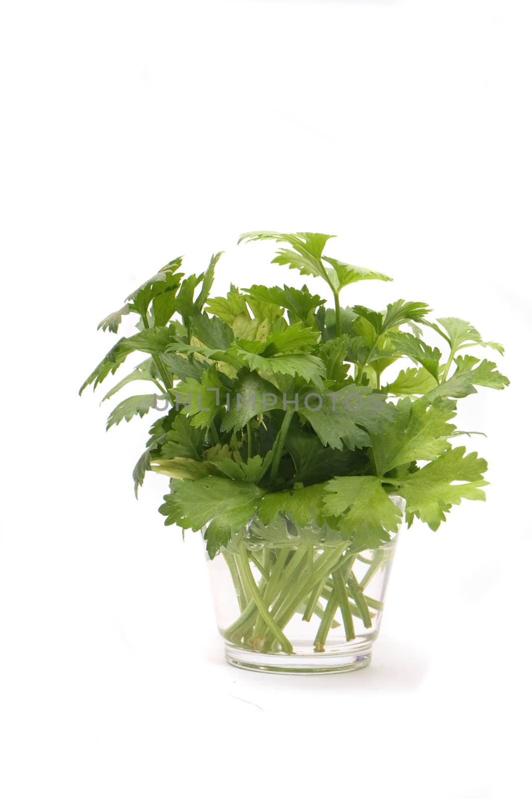 many green herbs on the white background