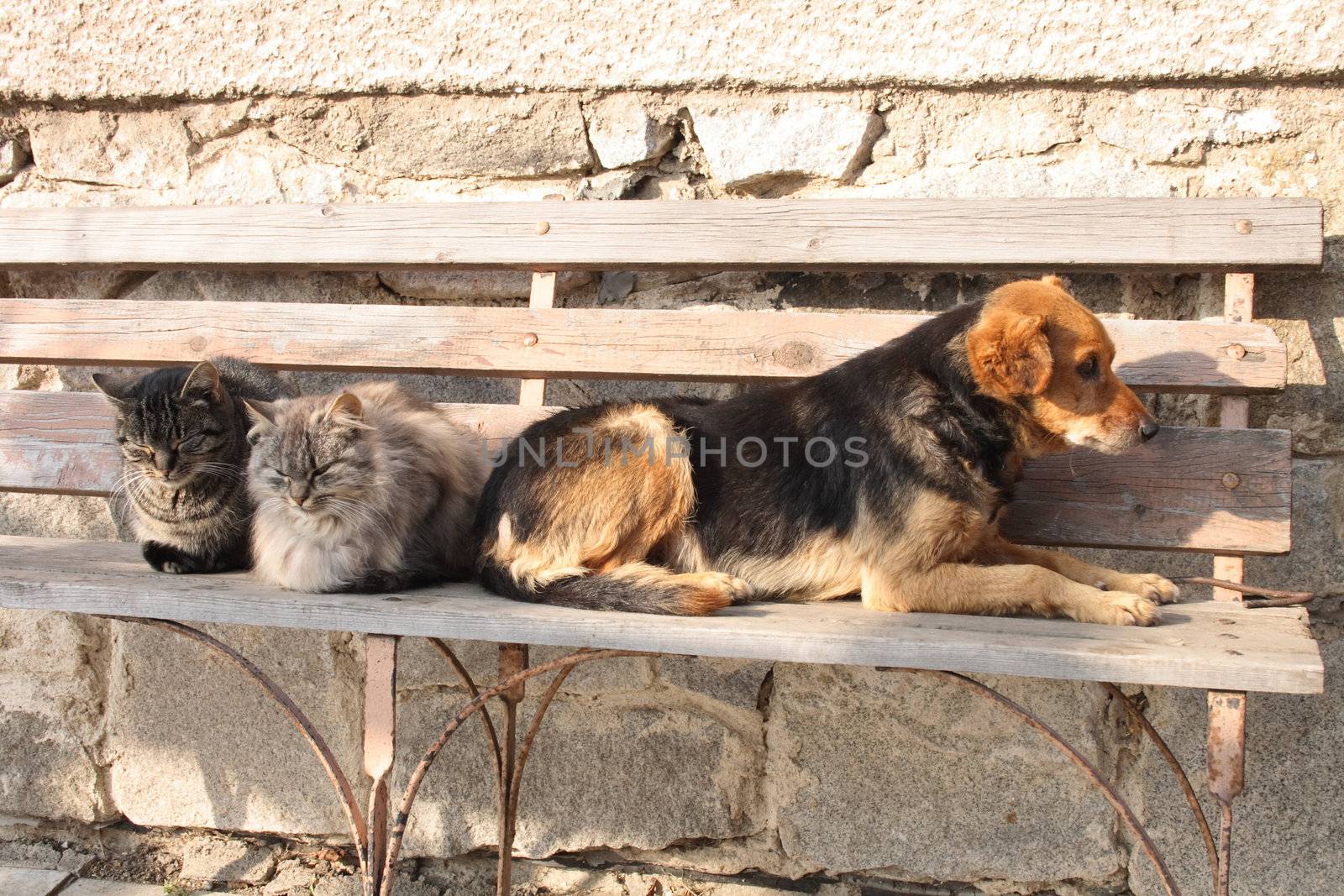 two cats and dog are resting as friends