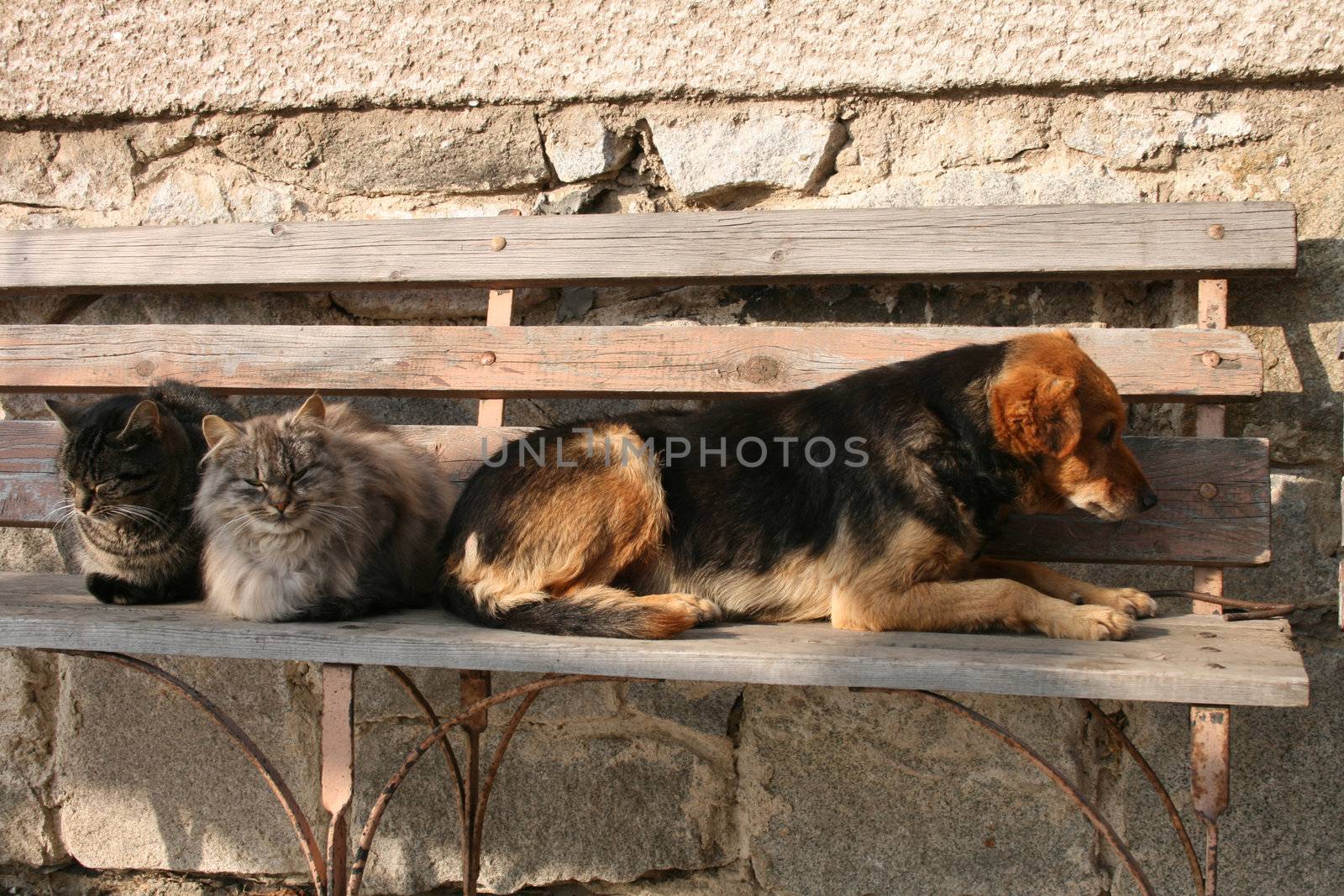 two cats and dog are resting as friends