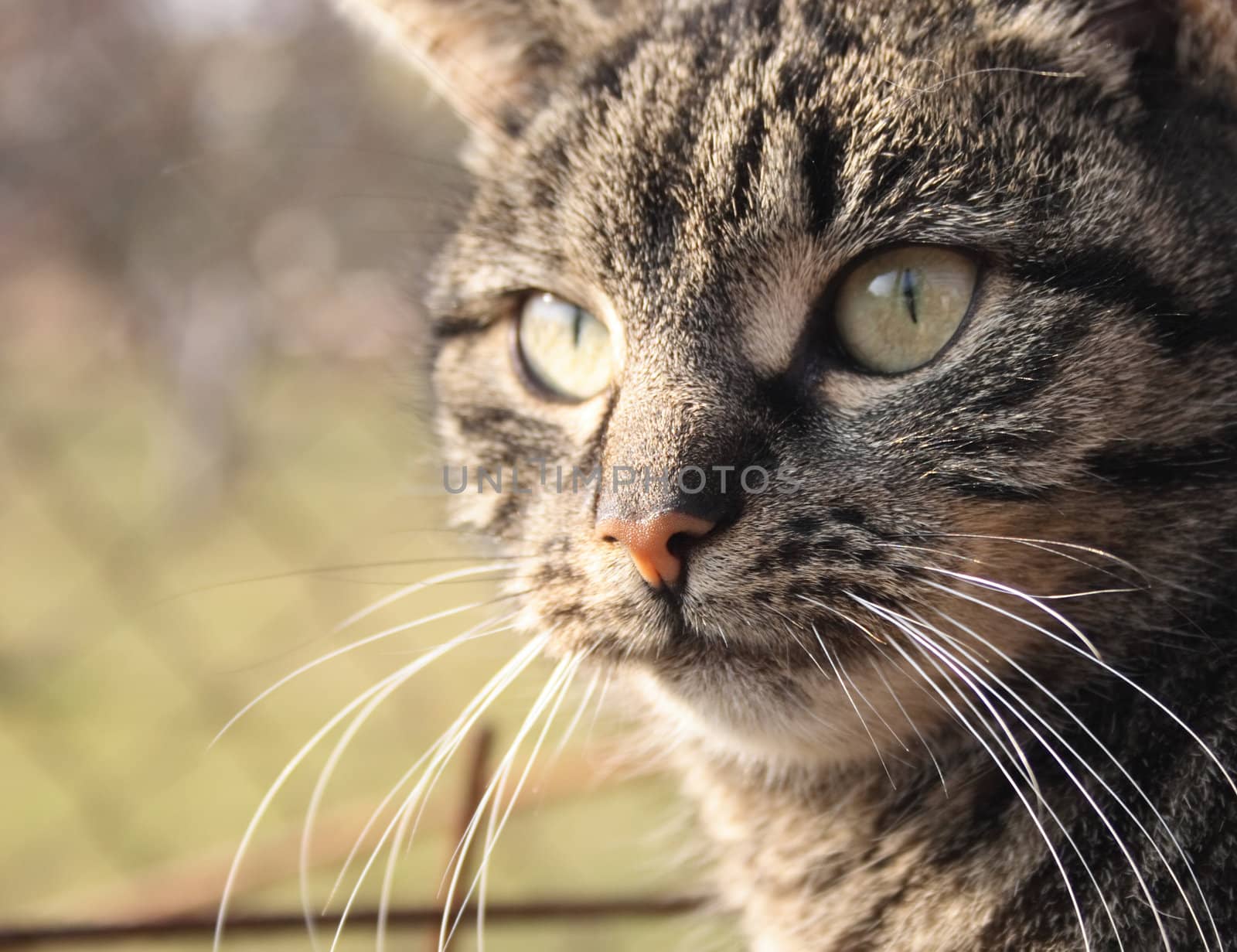 detail of the cat face in the nature