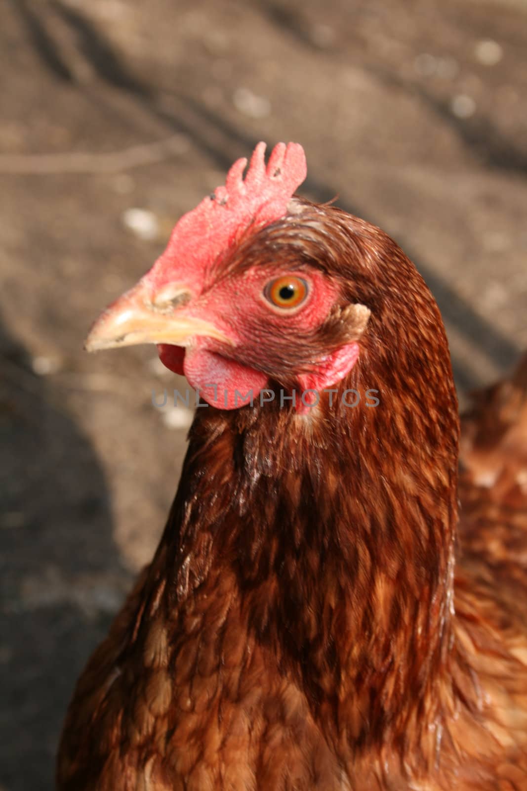 detail of brown chicken in the nature