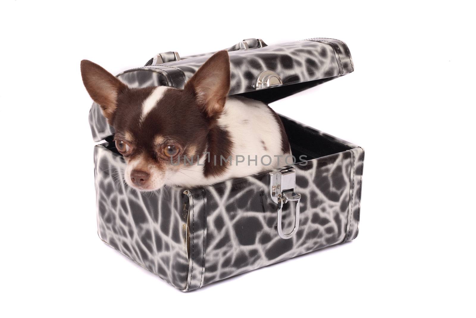 chihuahua in the case on the white background