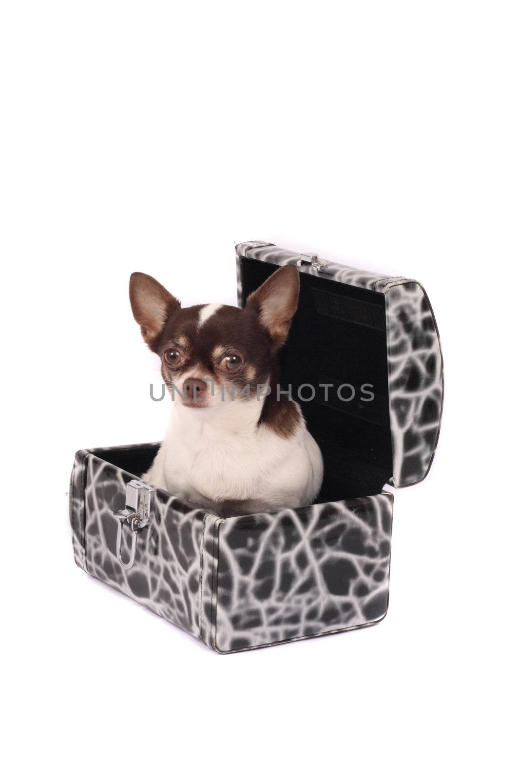 chihuahua in the case on the white background